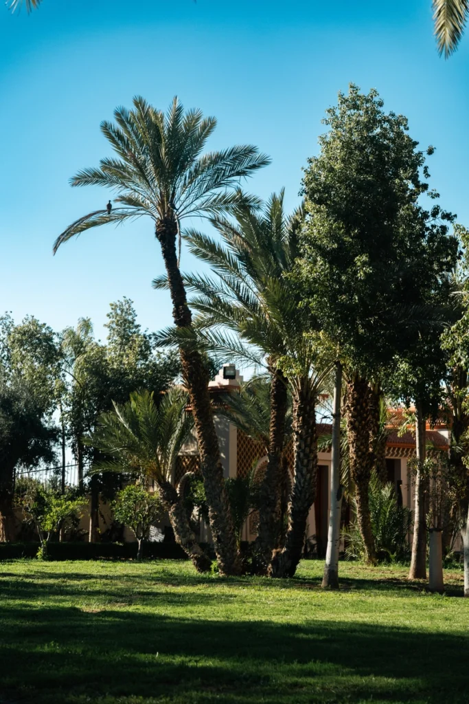 Jardins verdoyants villa Amanaya Marrakech – palmiers et pelouse sur 1,8 hectare